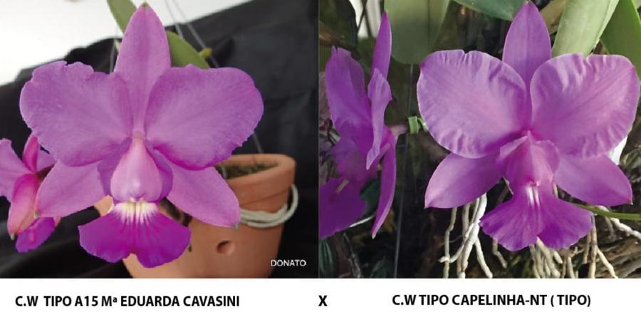 C.w Maria Eduarda CVSN X C.n Capelinha NT