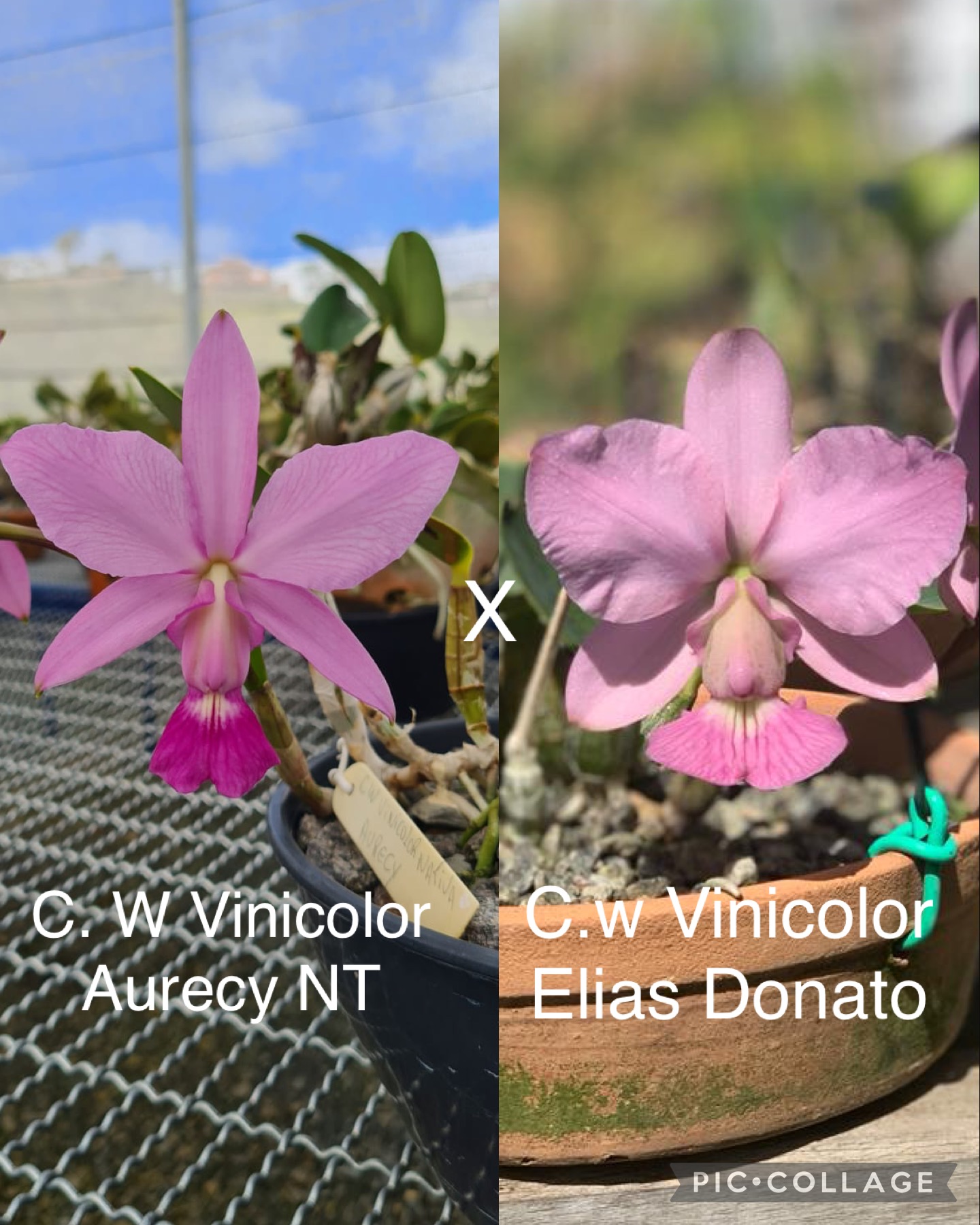 C.w Vinicolor Aurecy NT x C.w Vinicolor Elias Donato