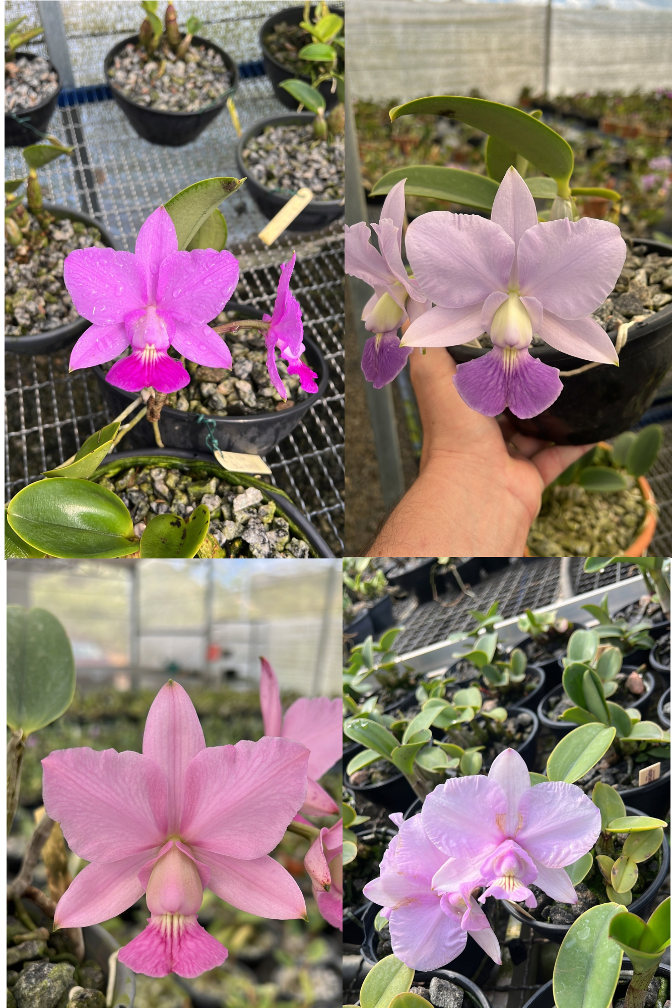 C.walkeriana e C.nobilior